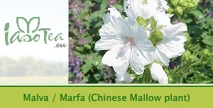 Malva / Marfa (Chinese Mallow plant / Malva verticillata)